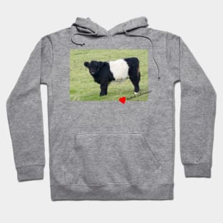 Belted Galloway Calf Hoodie